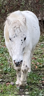 The Herd